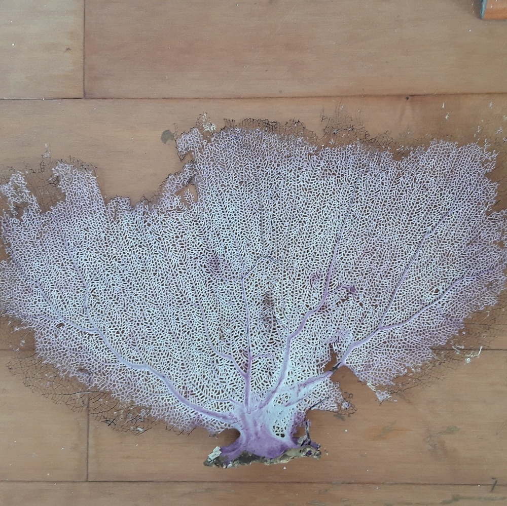 3 Sea fan coral,  M size